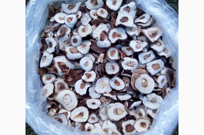 Шапка білого гриба 2022. Ціни вказані за 1 кг- фото № 2