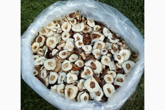 Шапка білого гриба 2022. Ціни вказані за 1 кг- фото № 3