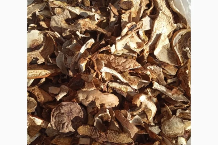 Белые лесные грибы из Закарпаття 2022 белый 2 сорт цены указаны за 1 кг- фото № 1