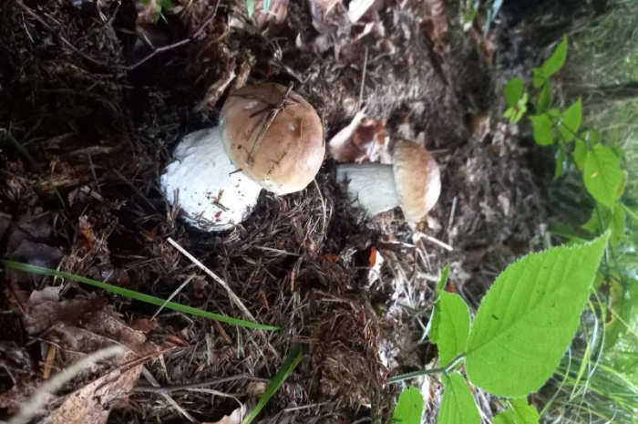 Білий гриб сушений. Збір в Карпатах2024- фото № 2