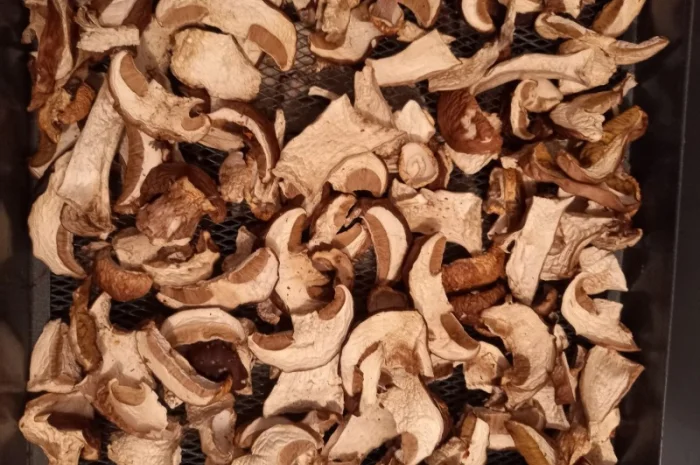 Білий гриб сушений. Збір в Карпатах2024- фото № 3