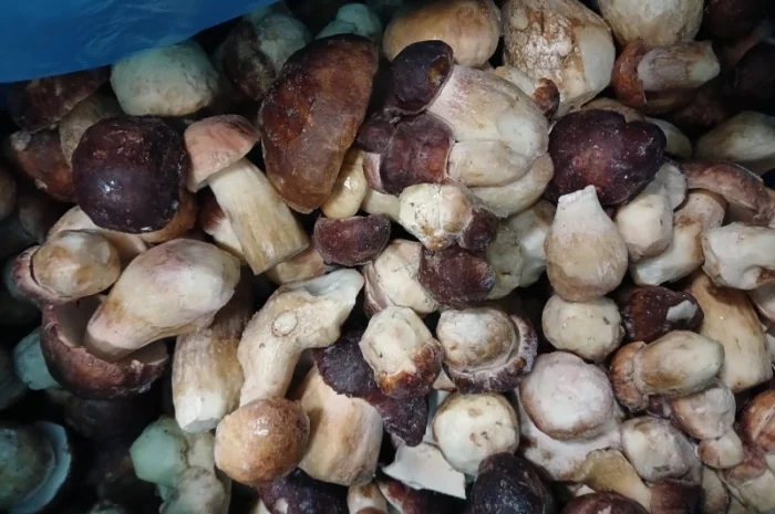 Продам білі гриби опт- фото № 1