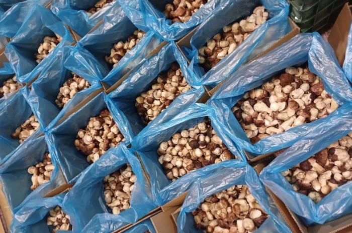 Продам білі гриби опт- фото № 2