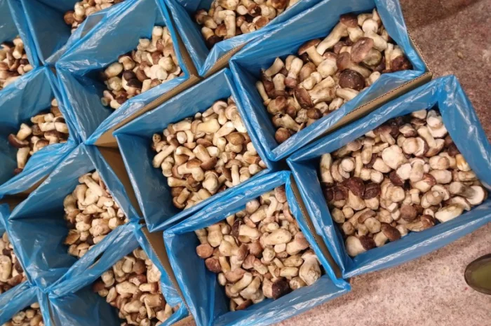 Продам білі гриби опт- фото № 3