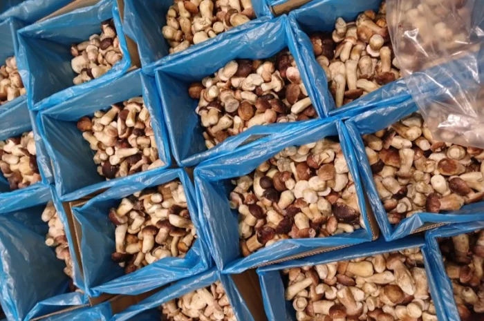 Продам білі гриби опт- фото № 4