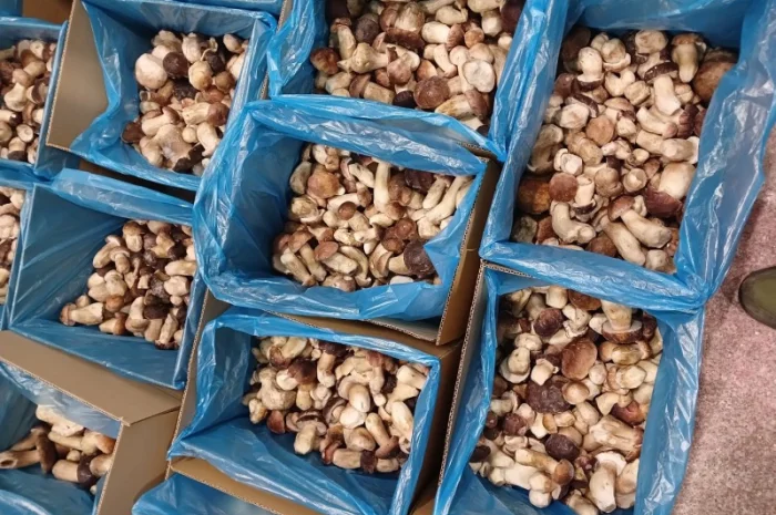 Продам білі гриби опт- фото № 5