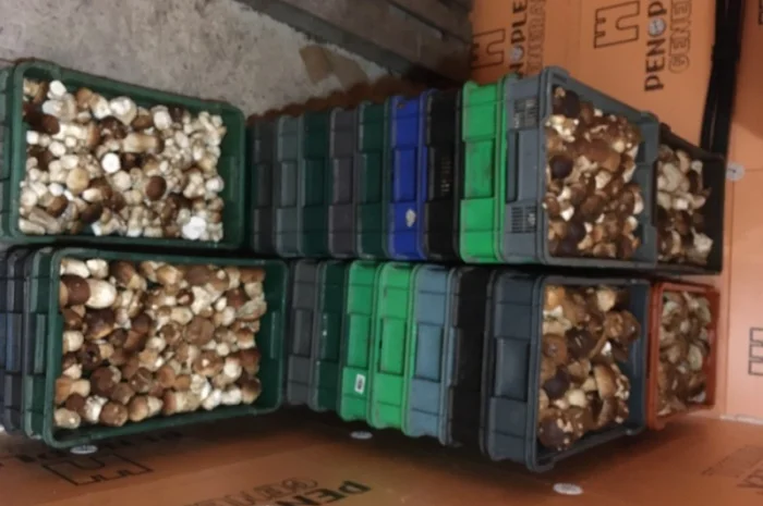 Заморожений білий гриб- фото № 1