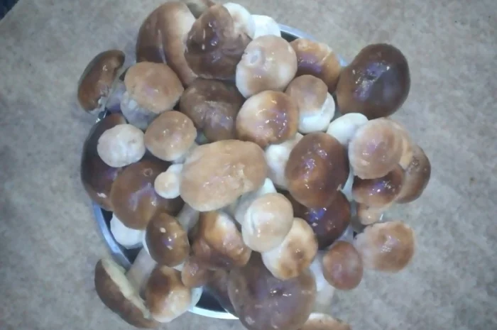 Продам Карпатські білі гриби: мариновані, сушені- фото № 2