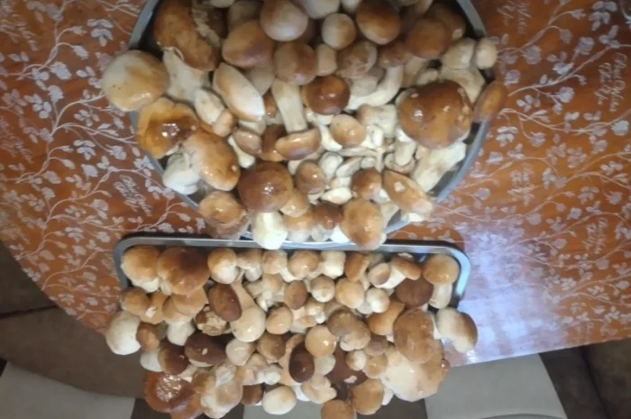 Продам Карпатські білі гриби: мариновані, сушені- фото № 4