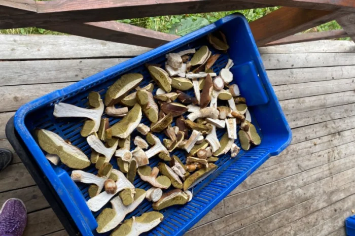 Продаємо білі гриби (заморожені, сушені, мариновані)- фото № 8