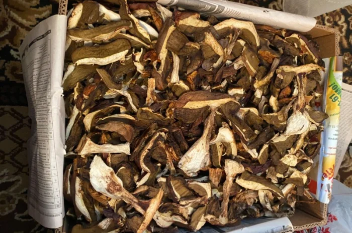 Продаємо білі гриби (заморожені, сушені, мариновані)- фото № 9