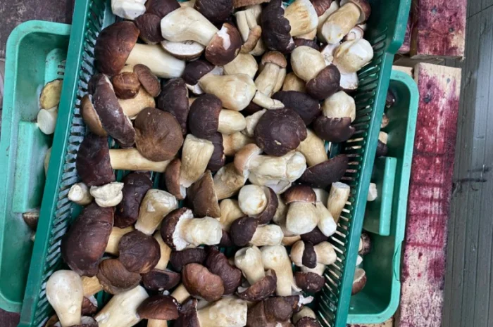 Продаємо білі гриби (заморожені, сушені, мариновані)- фото № 1