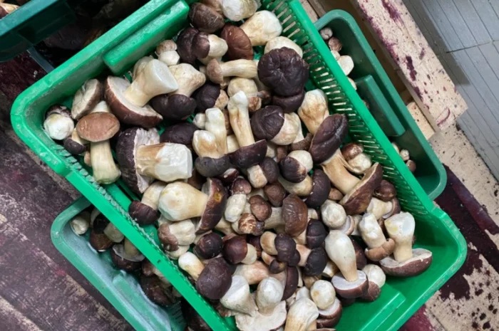 Продаємо білі гриби (заморожені, сушені, мариновані)- фото № 4