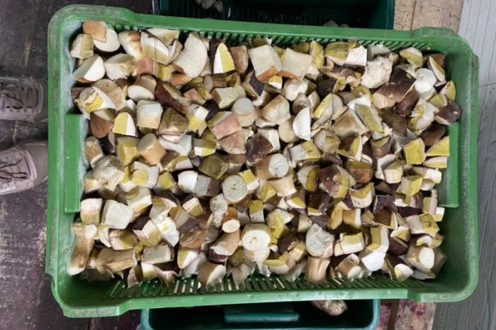 Продаємо білі гриби (заморожені, сушені, мариновані)- фото № 5