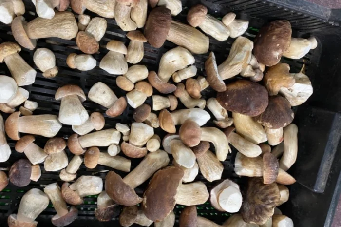 Продам заморожені білі гриби- фото № 9