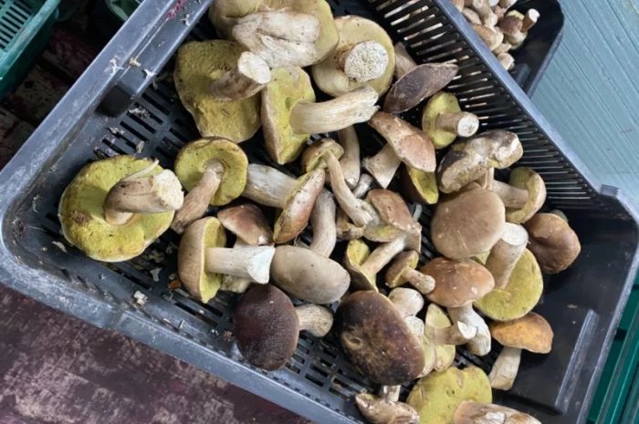 Продам заморожені білі гриби- фото № 10