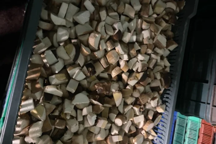 Продам заморожені білі гриби- фото № 1