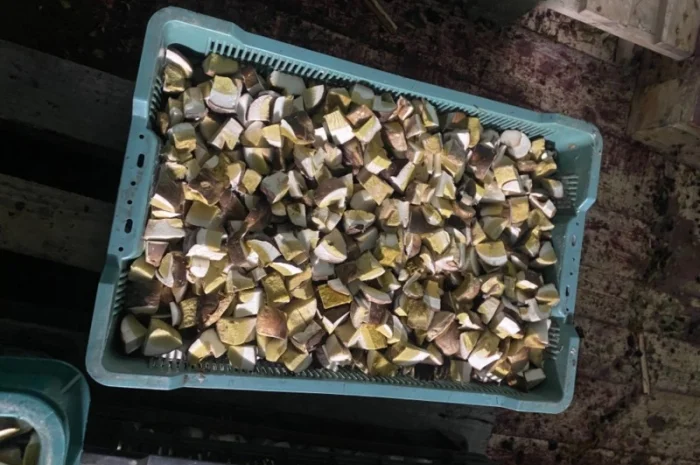 Продам заморожені білі гриби- фото № 3