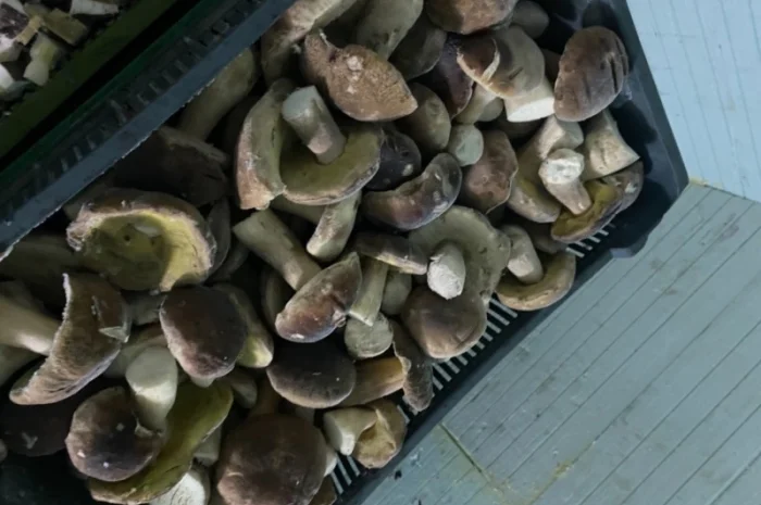 Продам заморожені білі гриби- фото № 4