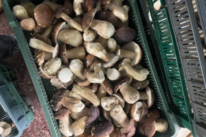 Продам заморожені білі гриби- фото № 6