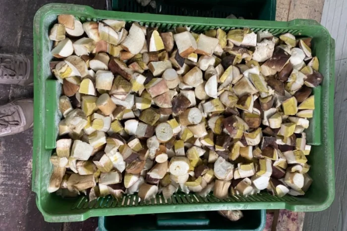 Продам заморожені білі гриби- фото № 8