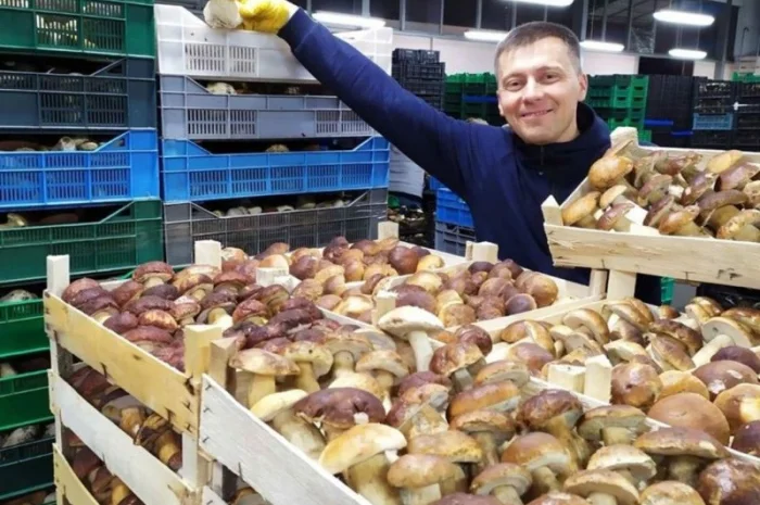 Білі гриби- фото № 1