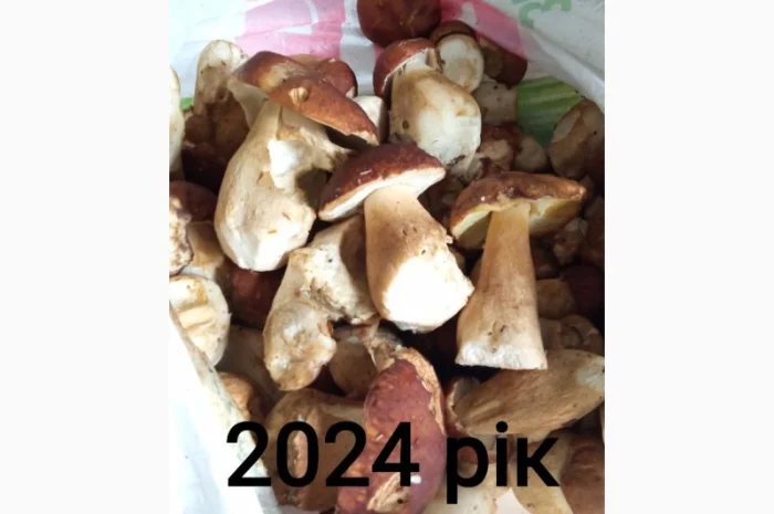 Продам білі гриби, Вирощені в Карпатах, червень 2024- фото № 6