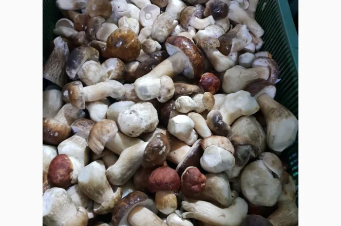 Продам гриби білі врожай 2020 року- фото № 1