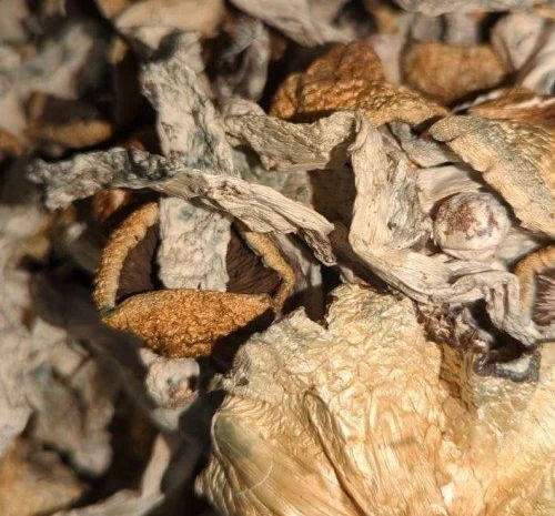 Magic Mushrooms- фото № 1