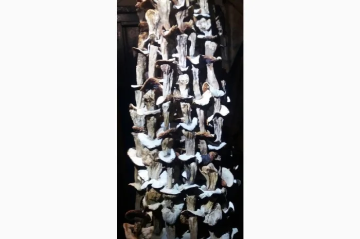 Продам сушені білі жовті та польські грибочки та мариновані білі і польські грибочки- фото № 1