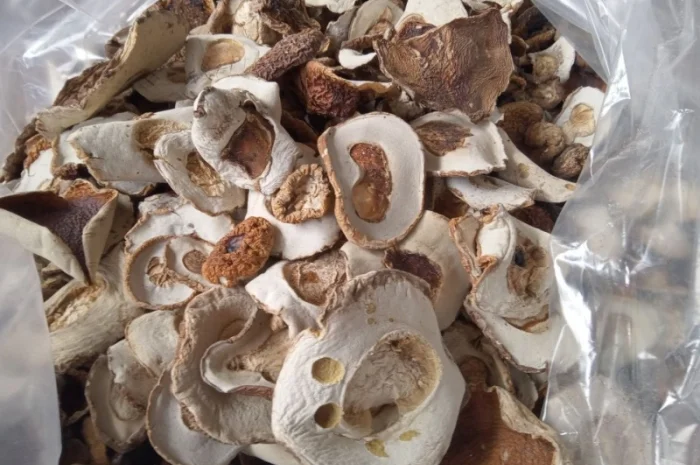 Куплю шапку білого гриба підберезовик- фото № 2