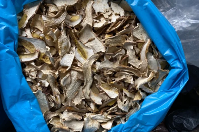 Гриби білі сушені 2023р Закарпаття- фото № 4