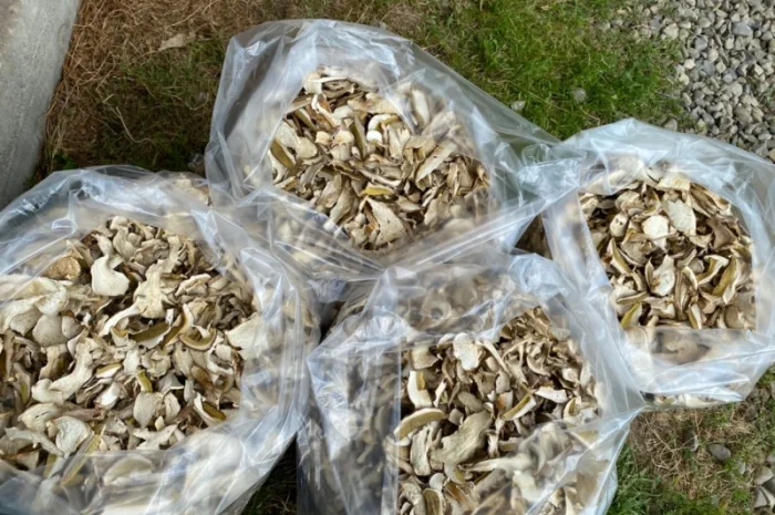 Гриби білі сушені 2023р Закарпаття- фото № 1