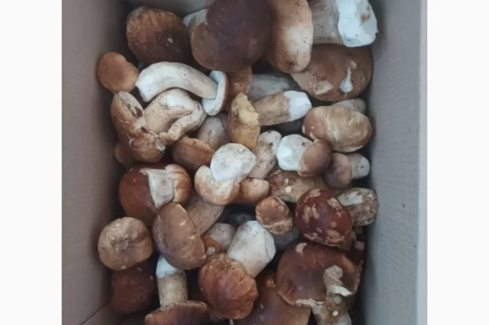 Білі гриби сушені + мариновані- фото № 3