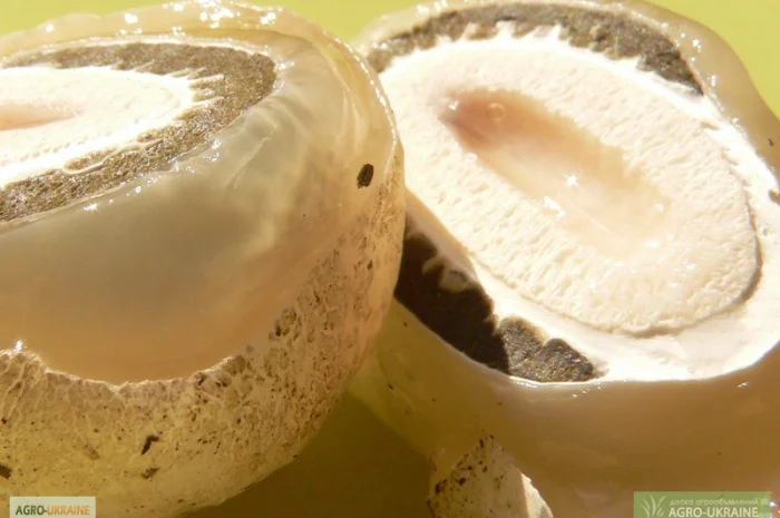 Веселка обыкновенная (гриб сушеный 25г)- фото № 1