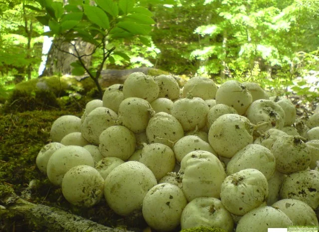 Гриб Веселка, настой- фото № 1