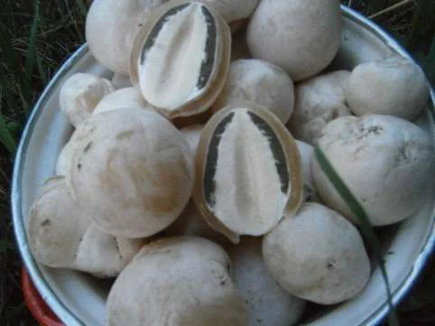 Гриб Веселка, настой- фото № 5