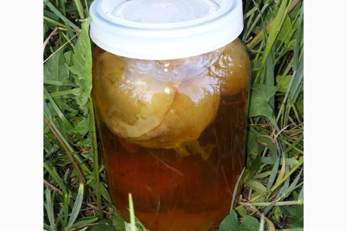 Продам гриб веселка- фото № 1