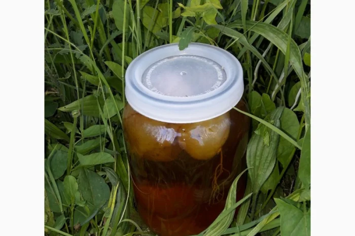 Продам гриб веселка- фото № 2