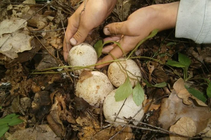 Гриб Веселка, Панна, Срамник, Дивна губа, Соромітник- фото № 1