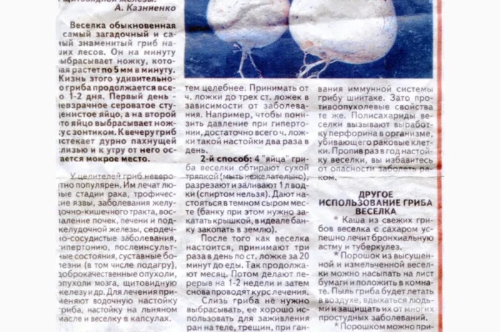 Гриб Веселка, Панна, Срамник, Дивна губа, Соромітник- фото № 4