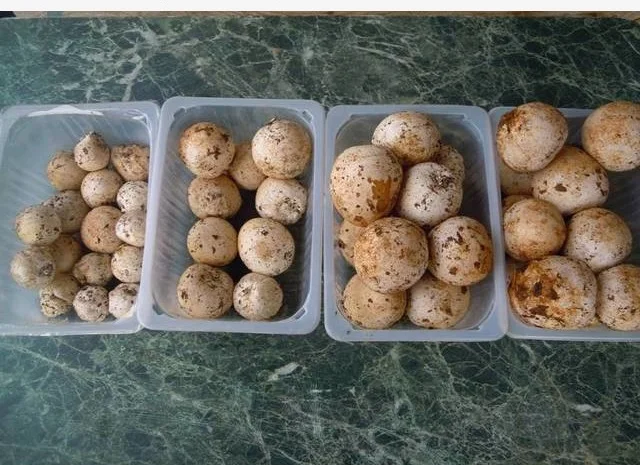 Гриб Веселка, Панна, Срамник, Дивна губа, Соромітник- фото № 7