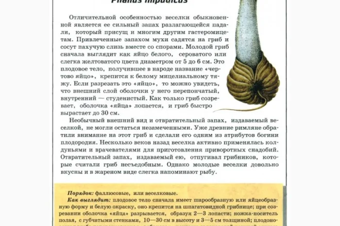 Продам гриб веселку панну- фото № 5