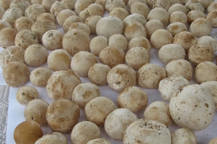 Продам гриб веселку панну- фото № 6