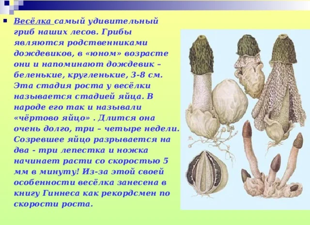 Продам гриб веселку панну- фото № 7