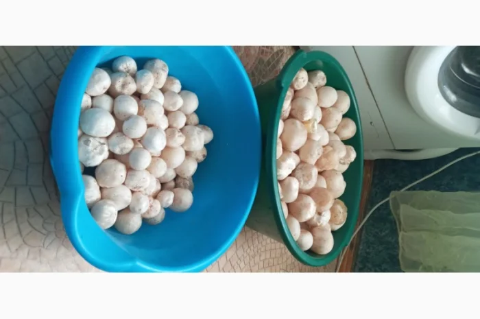 Настоянка гриба Веселки звичайної- фото № 1