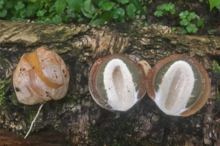 Настойка гриба весёлки( 3-х литровая банка)- фото № 1