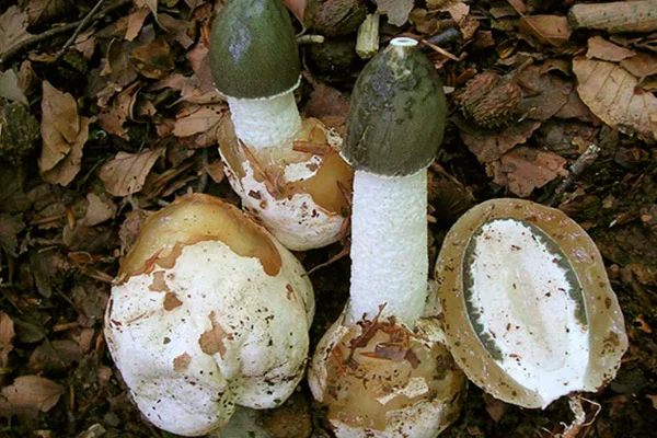 Настойка гриба весёлки( 3-х литровая банка)- фото № 2