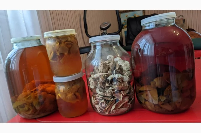 Продам гриб Веселку - 2024- фото № 2