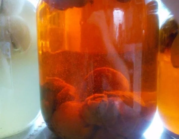 Продам настойку гриба веселка- фото № 1